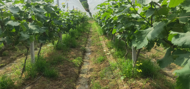 內(nèi)蒙古河套沃豐生物有機肥在江西省宜春市夏黑葡萄種植園區(qū)成效顯著